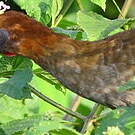 Ortalide motmot