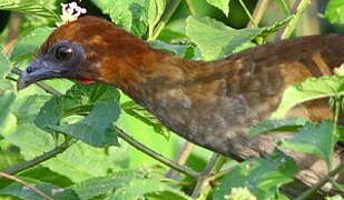 Little Chachalaca