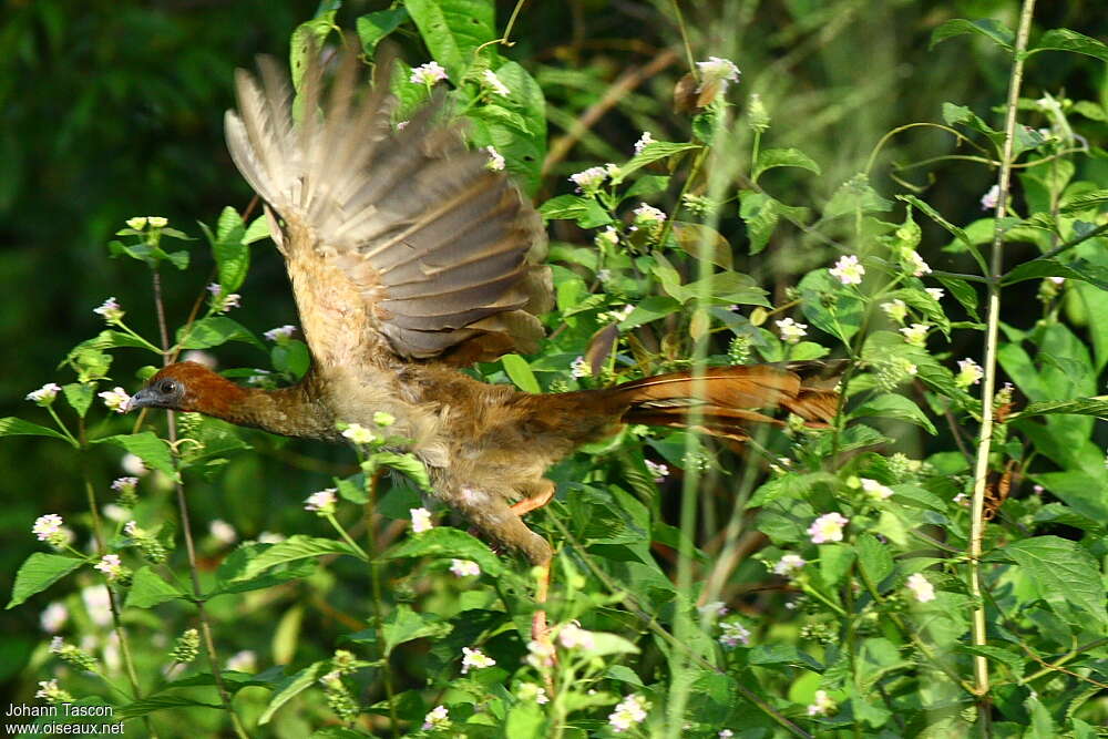 Little Chachalaca, Flight