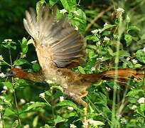 Ortalide motmot