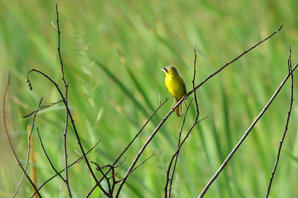 Masked Yellowthroat male adult