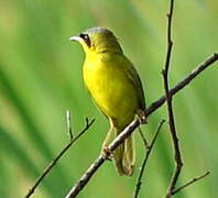 Masked Yellowthroat