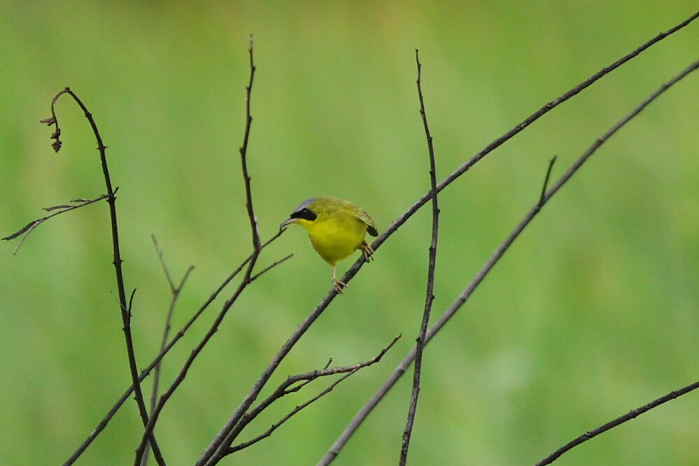 Masked Yellowthroat