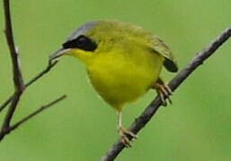 Masked Yellowthroat