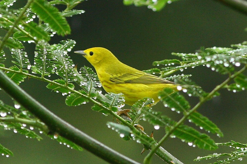 Paruline jaune, identification