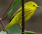 Paruline jaune