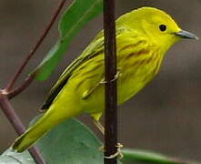 Paruline jaune