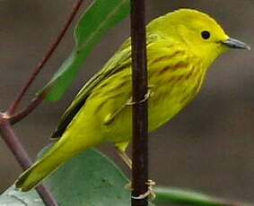 Paruline jaune