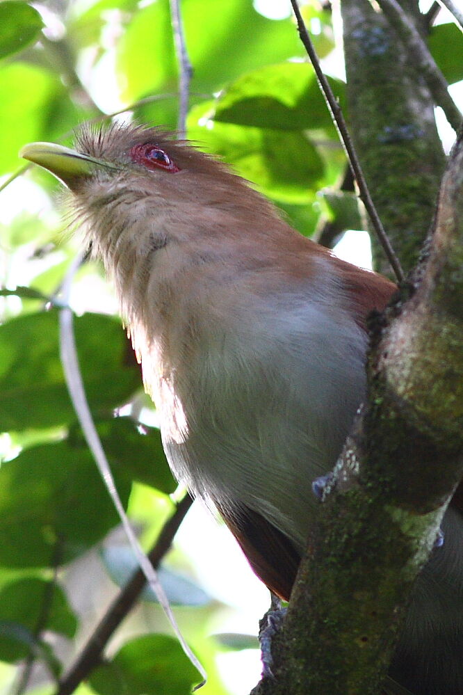 Squirrel Cuckoo