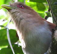 Squirrel Cuckoo