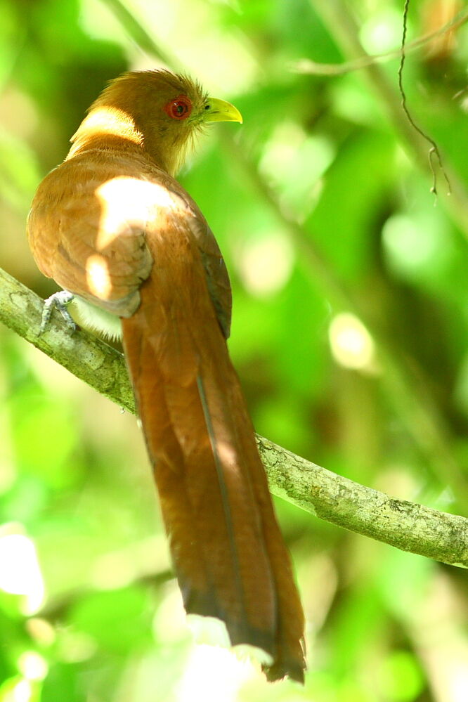 Squirrel Cuckoo