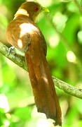 Squirrel Cuckoo