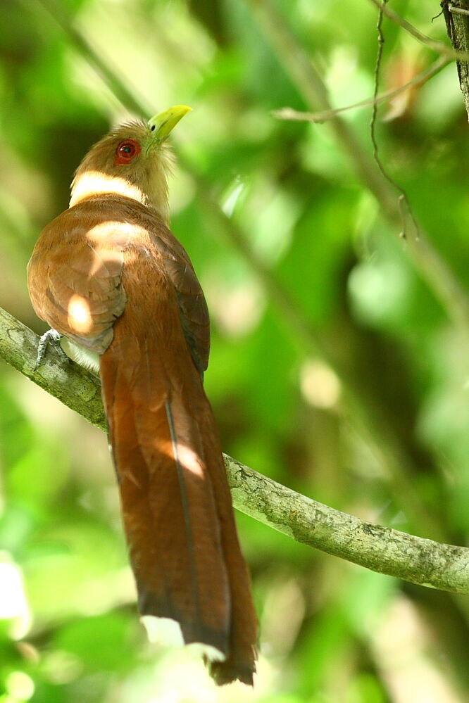 Squirrel Cuckoo