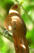 Squirrel Cuckoo