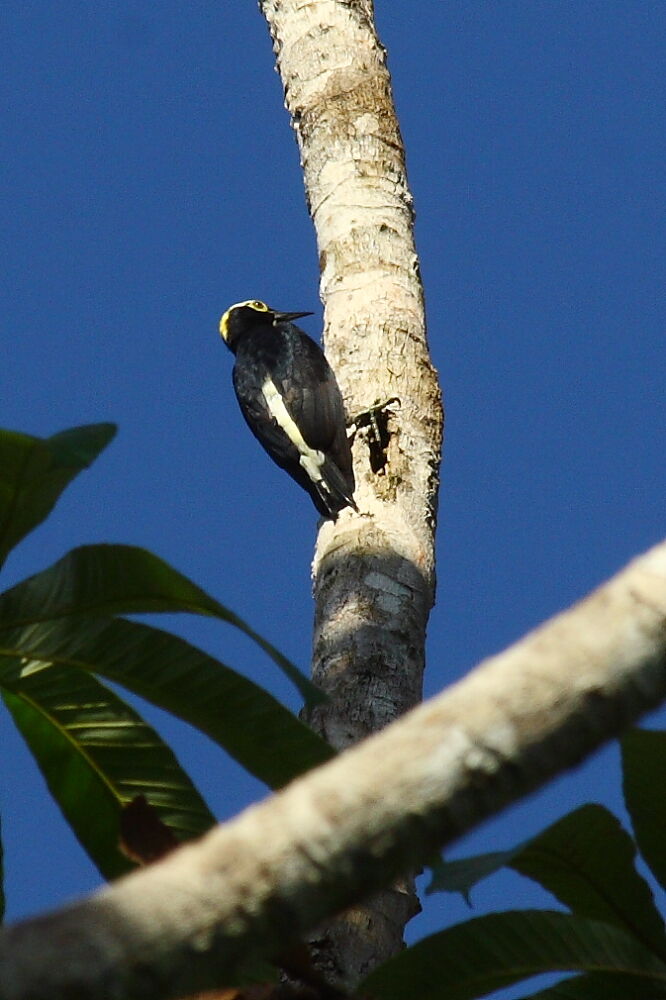 Pic à chevron d'or, identification