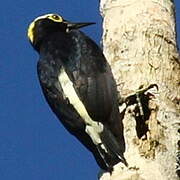 Yellow-tufted Woodpecker