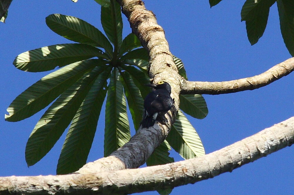 Yellow-tufted Woodpecker