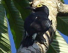 Yellow-tufted Woodpecker