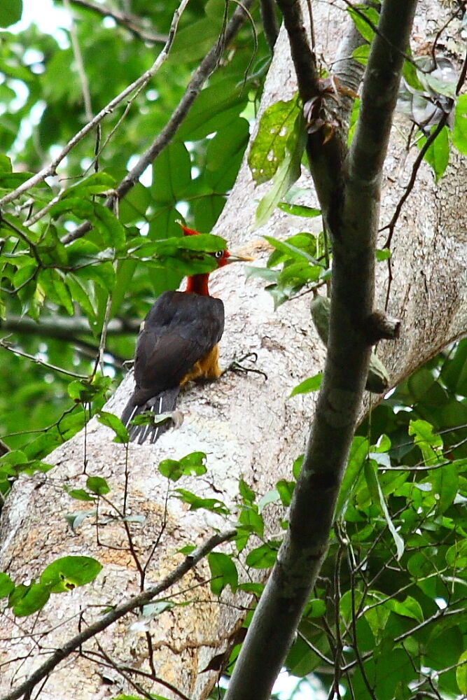 Red-necked Woodpecker