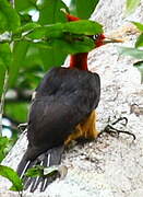 Red-necked Woodpecker