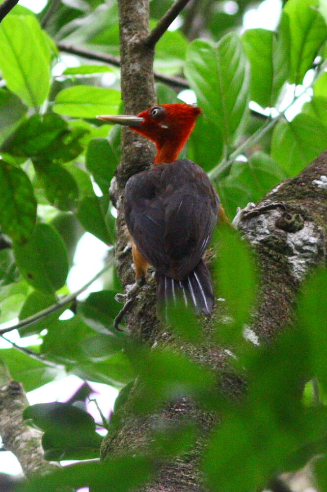 Red-necked Woodpecker