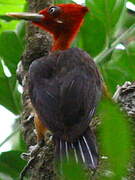 Red-necked Woodpecker