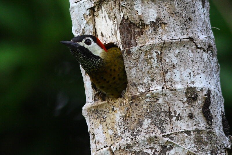 Spot-breasted Woodpecker female adult, Reproduction-nesting