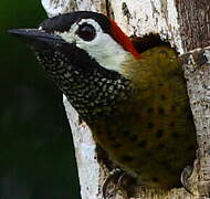 Spot-breasted Woodpecker