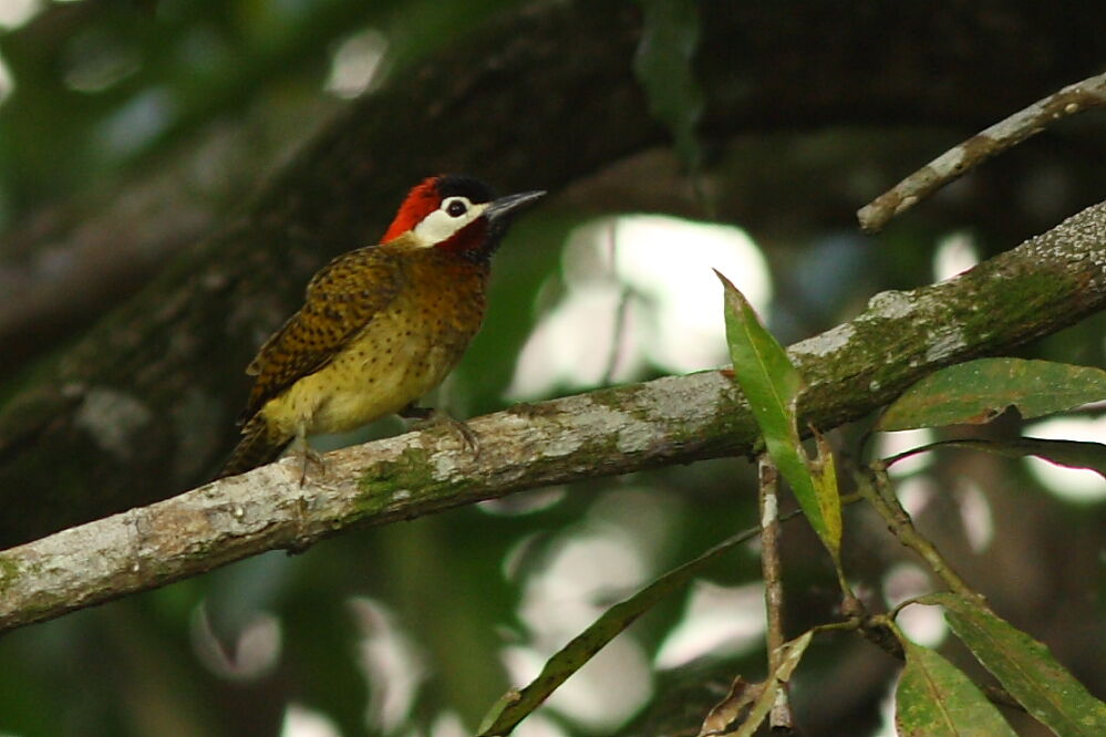 Spot-breasted Woodpecker male adult