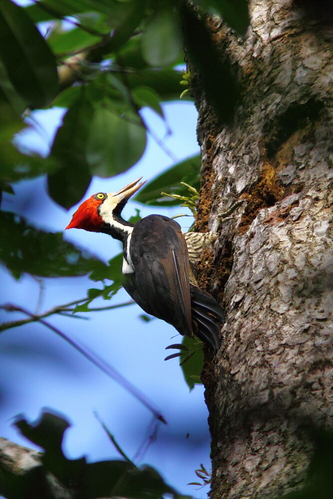 Pic de Malherbe femelle adulte, identification