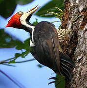 Crimson-crested Woodpecker