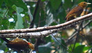 Waved Woodpecker