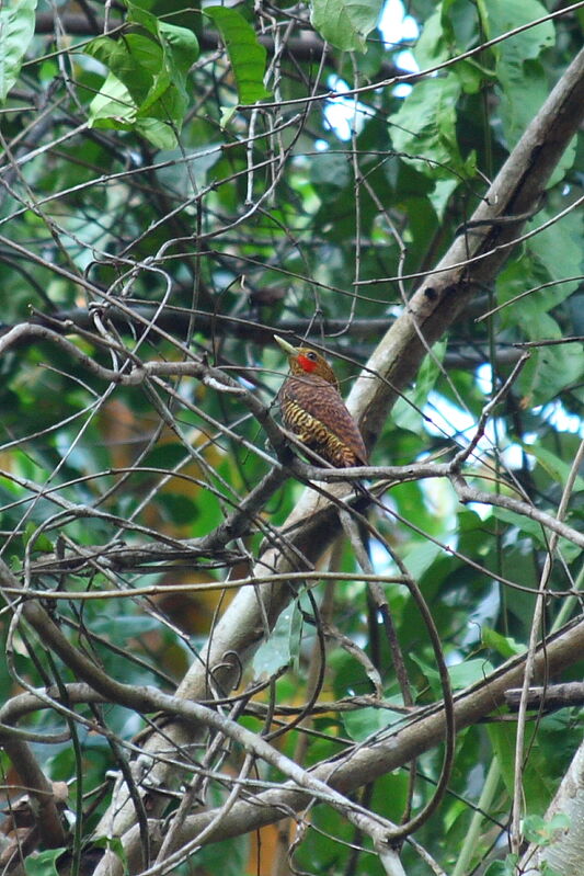 Waved Woodpecker male adult