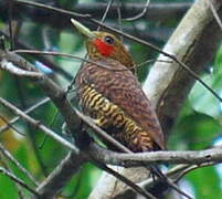 Waved Woodpecker