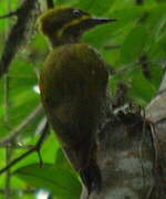 Golden-green Woodpecker