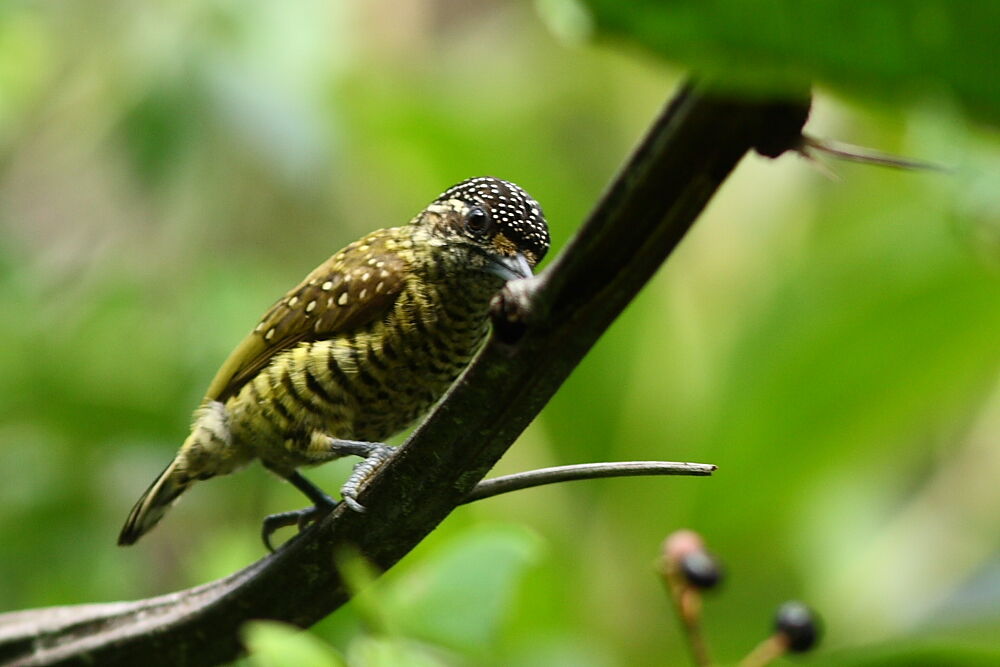 Golden-spangled Piculet female adult