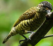 Golden-spangled Piculet