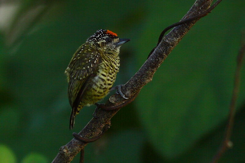 Golden-spangled Piculet male adult