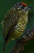 Golden-spangled Piculet