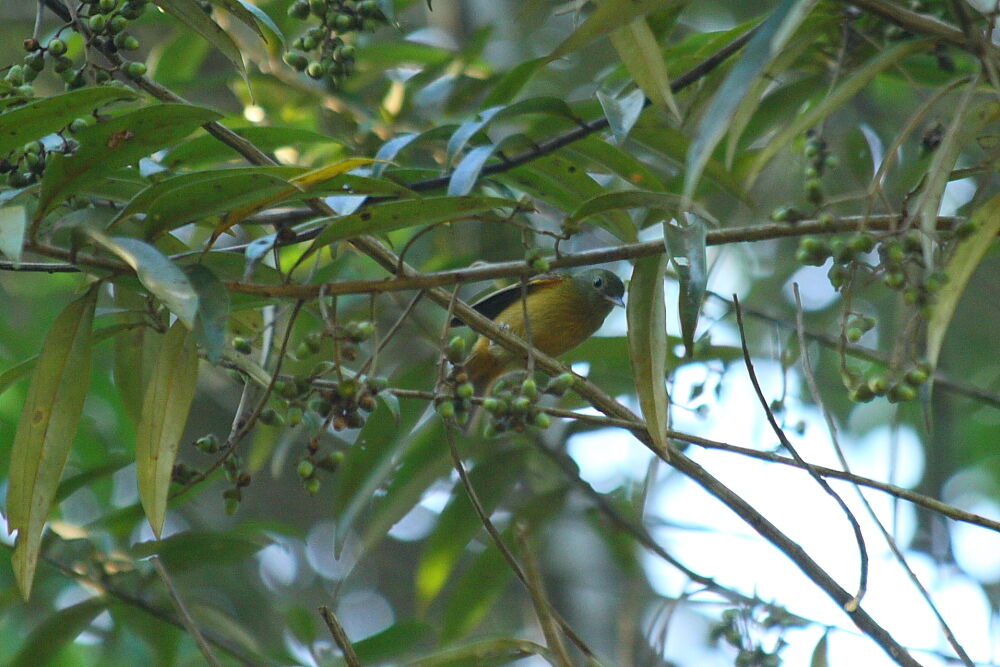 Ochre-bellied Flycatcher