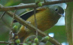 Ochre-bellied Flycatcher