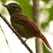 Rufous-tailed Flatbill