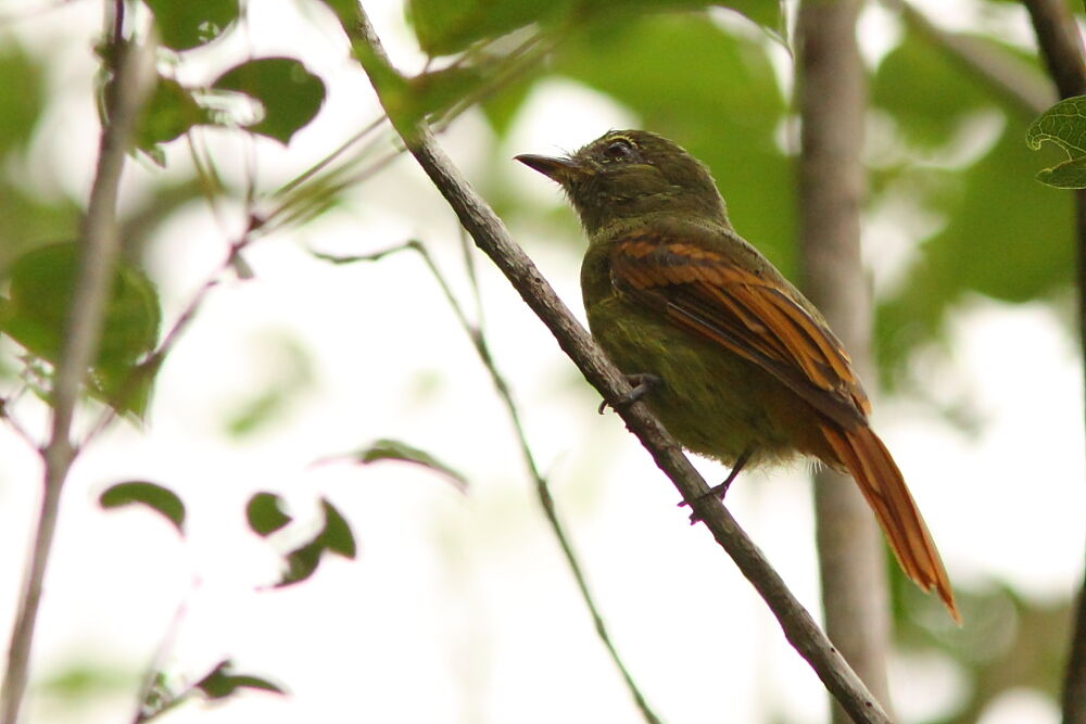 Rufous-tailed Flatbilladult, identification