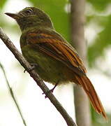 Rufous-tailed Flatbill