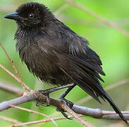 Carib Grackle