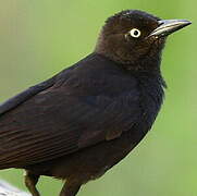 Carib Grackle