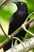 Carib Grackle