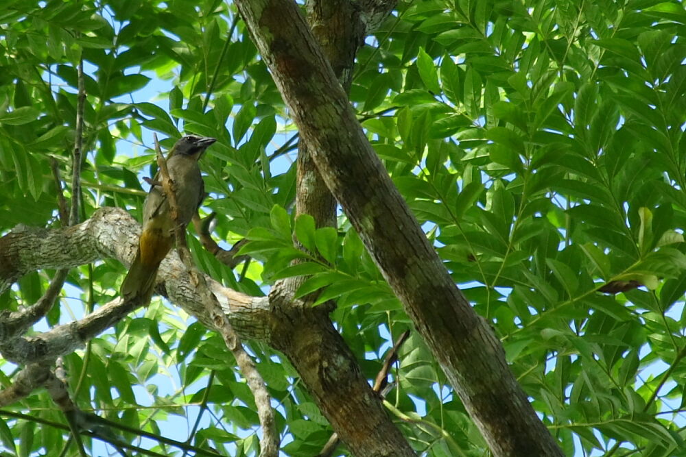 Buff-throated Saltator