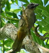 Buff-throated Saltator