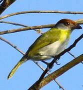 Rufous-browed Peppershrike